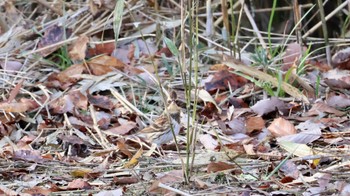 Yellow-throated Bunting Arima Fuji Park Sun, 1/1/2023