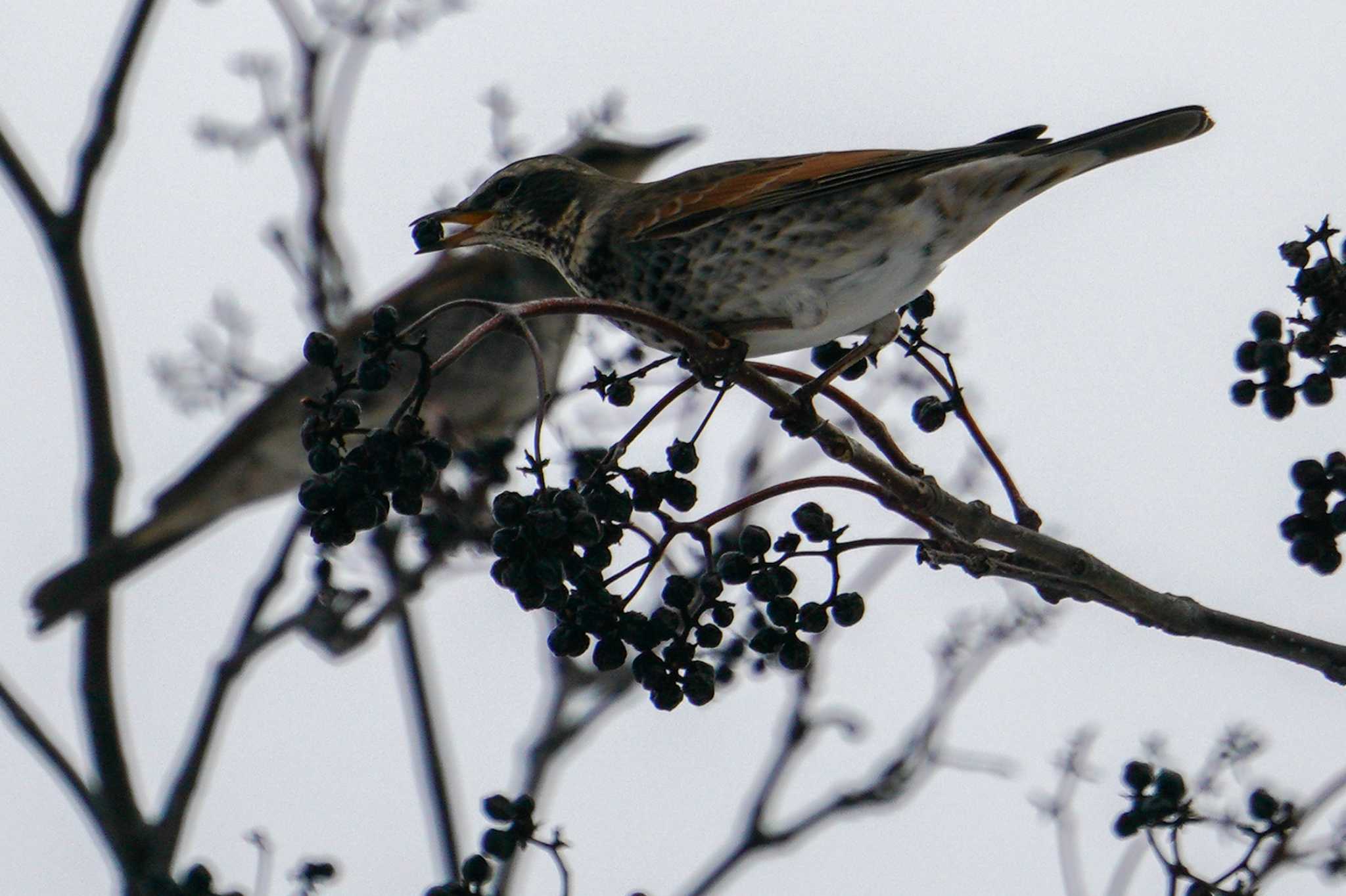 Photo of Dusky Thrush at 星観緑地(札幌市手稲区) by 98_Ark (98ｱｰｸ)