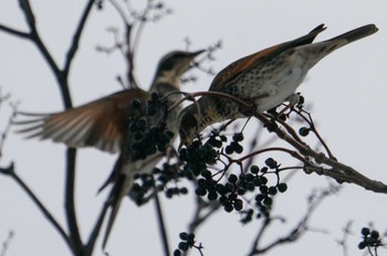 Sun, 1/1/2023 Birding report at 星観緑地(札幌市手稲区)