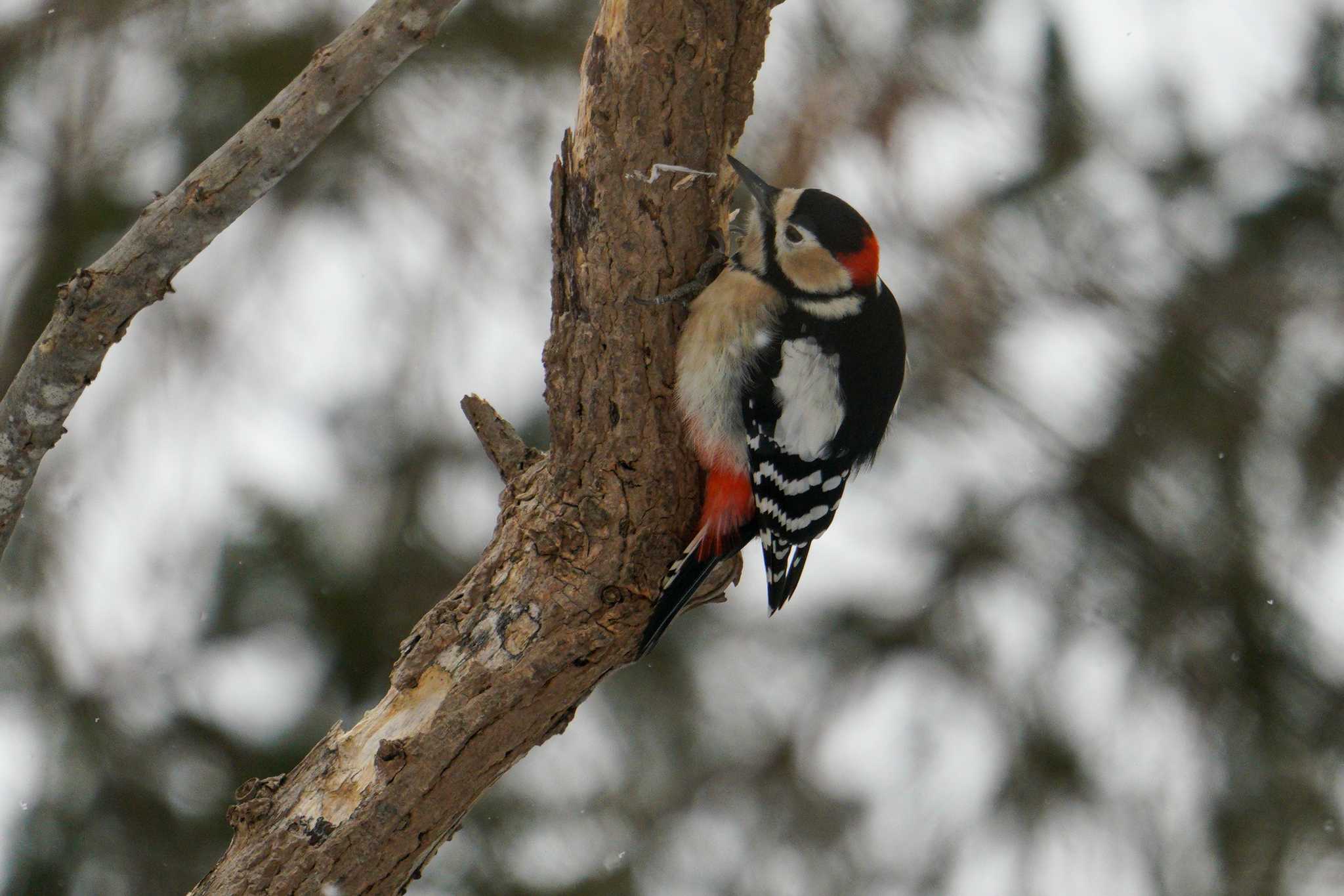 Photo of Great Spotted Woodpecker(japonicus) at 星観緑地(札幌市手稲区) by 98_Ark (98ｱｰｸ)