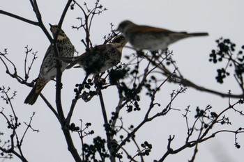 Dusky Thrush 星観緑地(札幌市手稲区) Sun, 1/1/2023