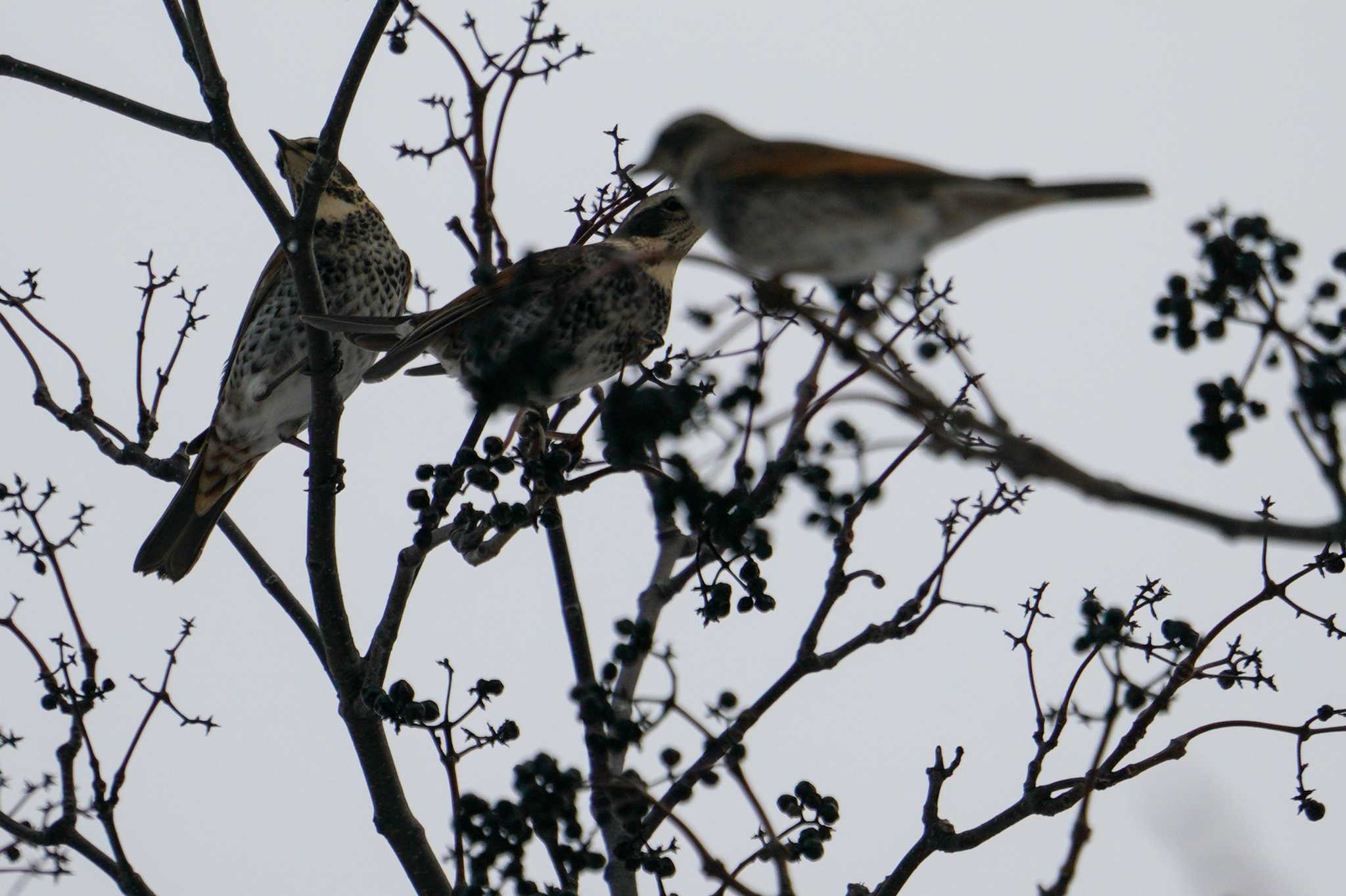 Photo of Dusky Thrush at 星観緑地(札幌市手稲区) by 98_Ark (98ｱｰｸ)