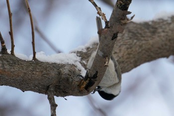 Marsh Tit 星観緑地(札幌市手稲区) Sun, 1/1/2023