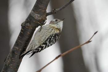 Japanese Pygmy Woodpecker(seebohmi) 星観緑地(札幌市手稲区) Sun, 1/1/2023