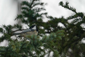 Coal Tit 星観緑地(札幌市手稲区) Sun, 1/1/2023