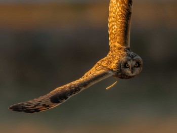 Short-eared Owl 荒川 Sun, 1/1/2023