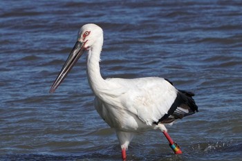 コウノトリ 渡良瀬遊水地 2022年12月26日(月)