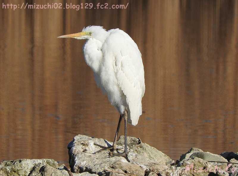 Great Egret