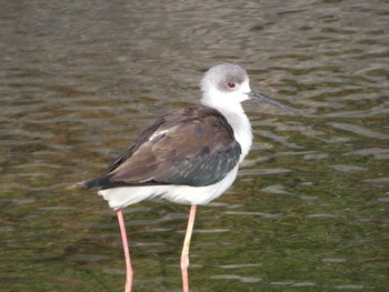 Black-winged Stilt 沖縄本島 Wed, 12/28/2022