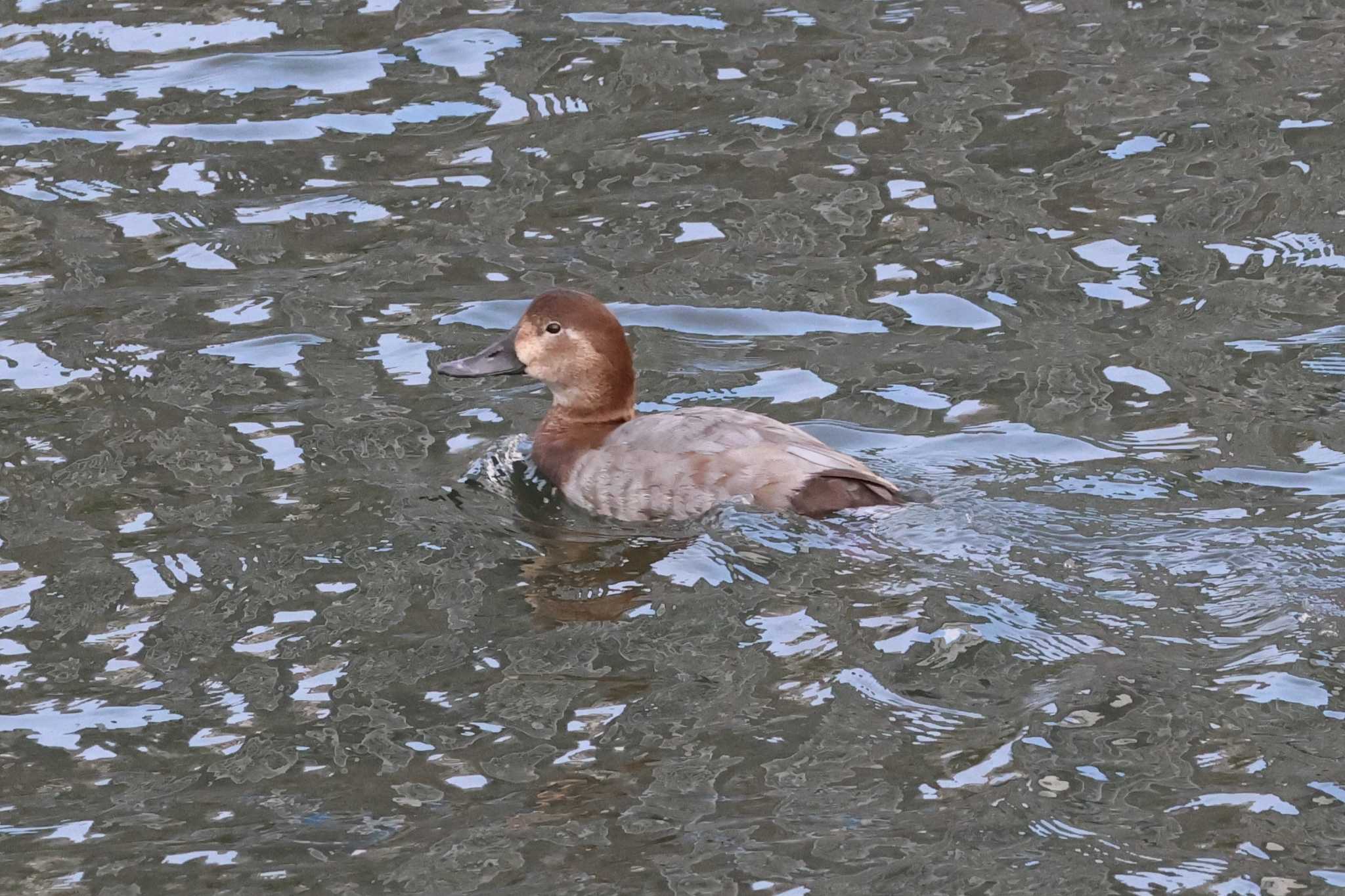 Common Pochard