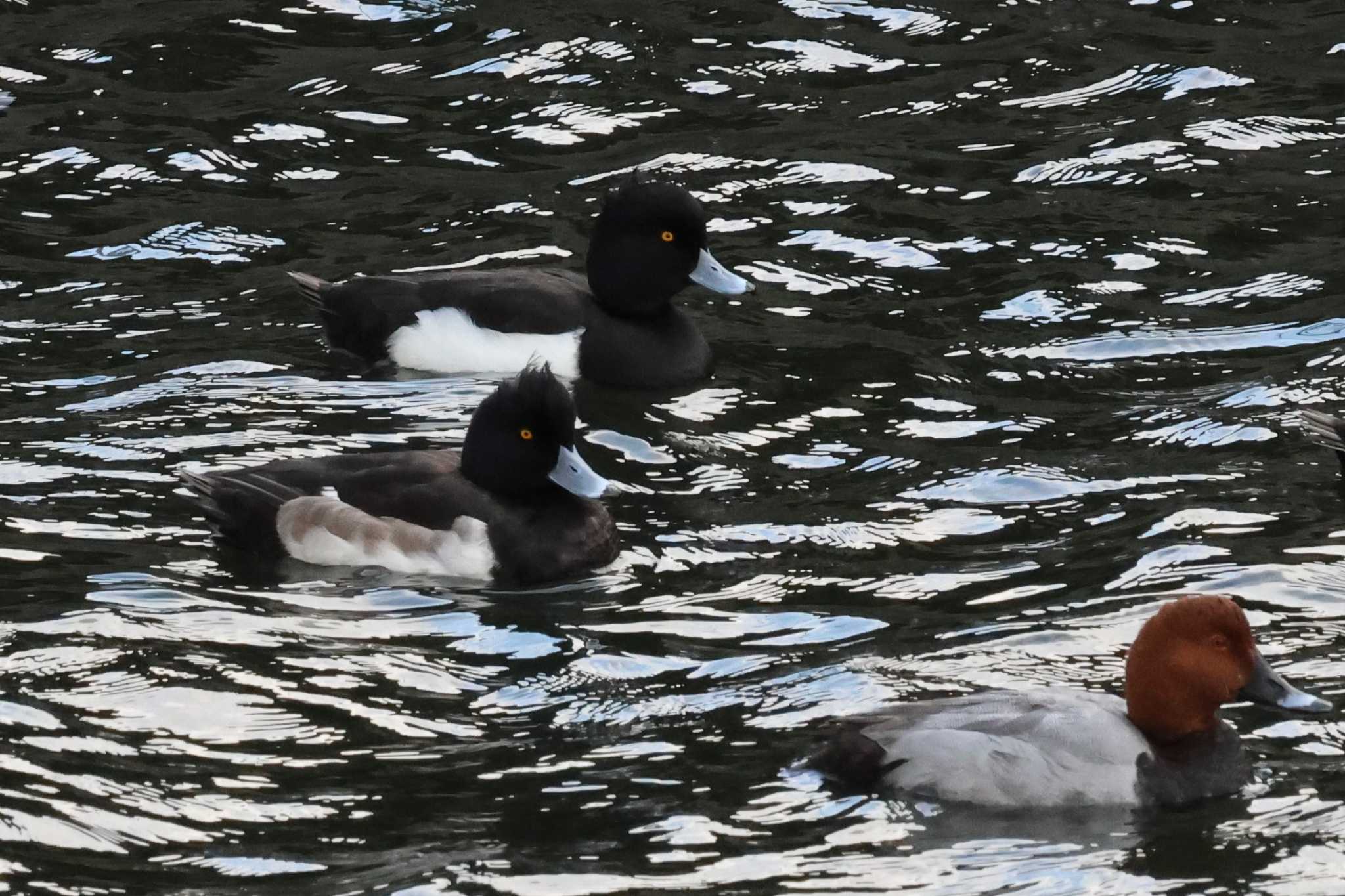 Photo of Tufted Duck at 新堀川下流(名古屋市) by OHモリ