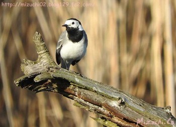 White Wagtail(alba) スイス Wed, 3/29/2017