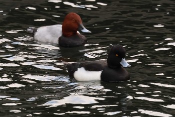 2023年1月1日(日) 新堀川下流(名古屋市)の野鳥観察記録