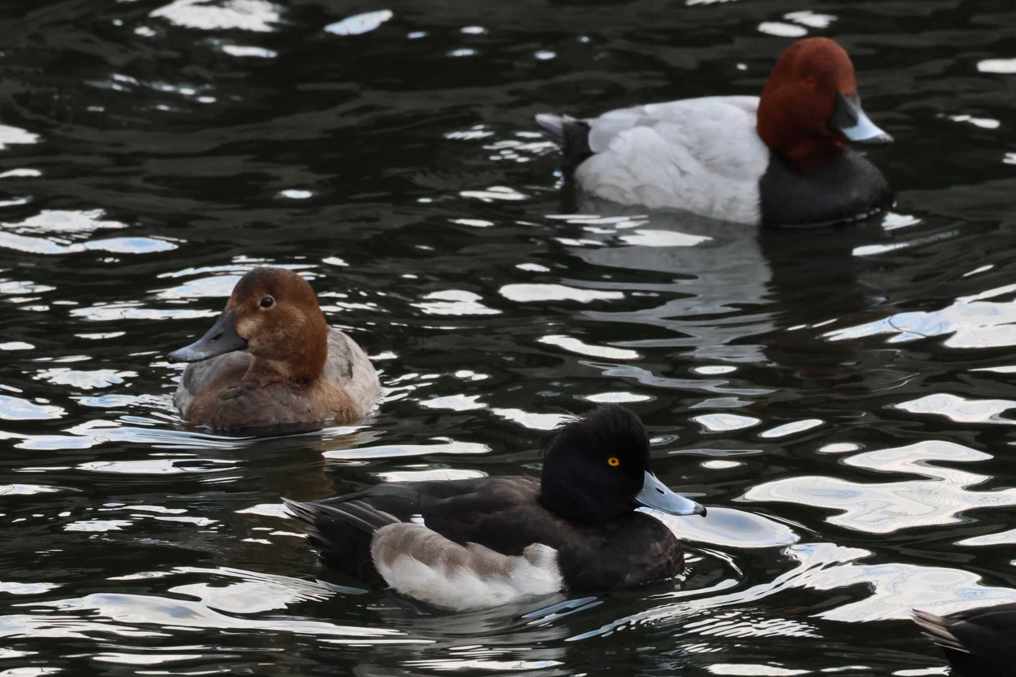 Tufted Duck