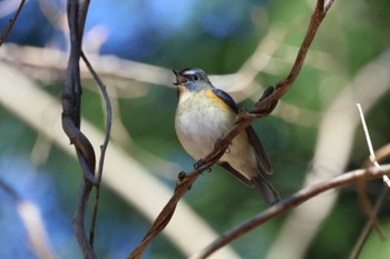 2023年1月1日(日) 早戸川林道の野鳥観察記録