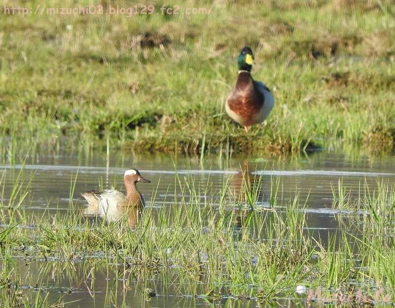 Garganey