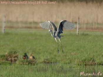 2017年3月29日(水) スイスの野鳥観察記録