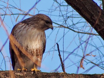 2023年1月1日(日) ふれあい松戸川の野鳥観察記録