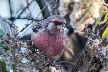 2022年12月30日(金) 渡良瀬遊水地の野鳥観察記録