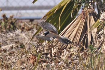 Long-tailed Shrike Unknown Spots Sat, 12/31/2022