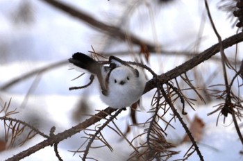 Long-tailed tit(japonicus) Lake Utonai Fri, 12/30/2022