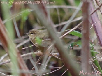 Common Chiffchaff スイス Sun, 4/2/2017