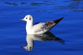 Black-headed Gull 沼津港 Sun, 1/1/2023