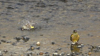 Grey-capped Greenfinch 三滝川 Sun, 1/1/2023