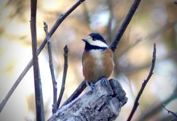 Sun, 1/1/2023 Birding report at 鶴ヶ島第4号高徳市民の森