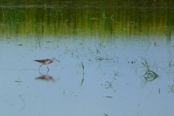 Common Greenshank 田んぼ Sat, 9/3/2022