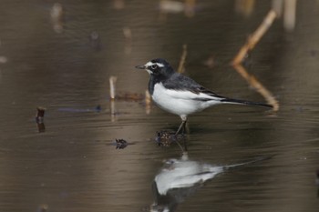 セグロセキレイ 北本自然観察公園 2023年1月1日(日)