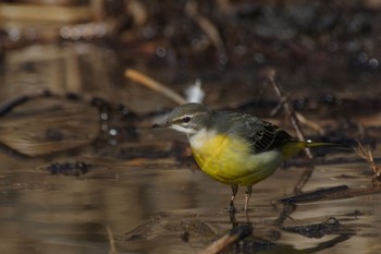 Grey Wagtail Kitamoto Nature Observation Park Sun, 1/1/2023