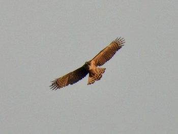 Mountain Hawk-Eagle Unknown Spots Mon, 1/2/2023