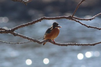 Common Kingfisher 山田池公園 Sat, 12/31/2022