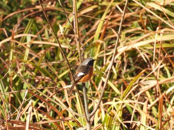 Daurian Redstart Sayama Park Thu, 12/29/2022