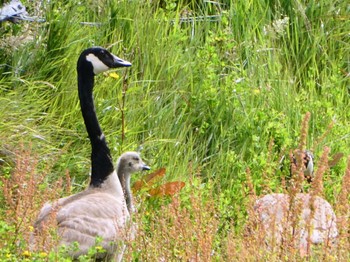 Canada Goose Travis Wetland Nature Heritage Park, Christchurch, New Zealand Sun, 12/25/2022