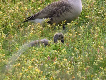 Canada Goose Travis Wetland Nature Heritage Park, Christchurch, New Zealand Sun, 12/25/2022