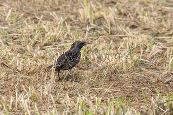 2022年12月28日(水) 石垣島の野鳥観察記録