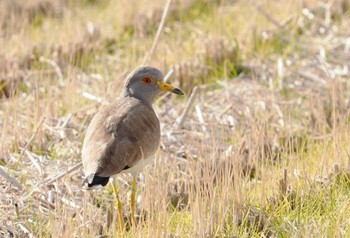 Grey-headed Lapwing 倉敷市藤戸町 Mon, 1/2/2023