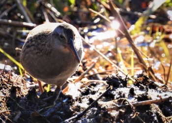 2023年1月2日(月) 舞岡公園の野鳥観察記録