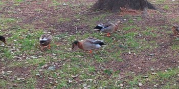 未同定 舎人公園 2023年1月2日(月)