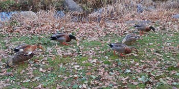 未同定 舎人公園 2023年1月2日(月)