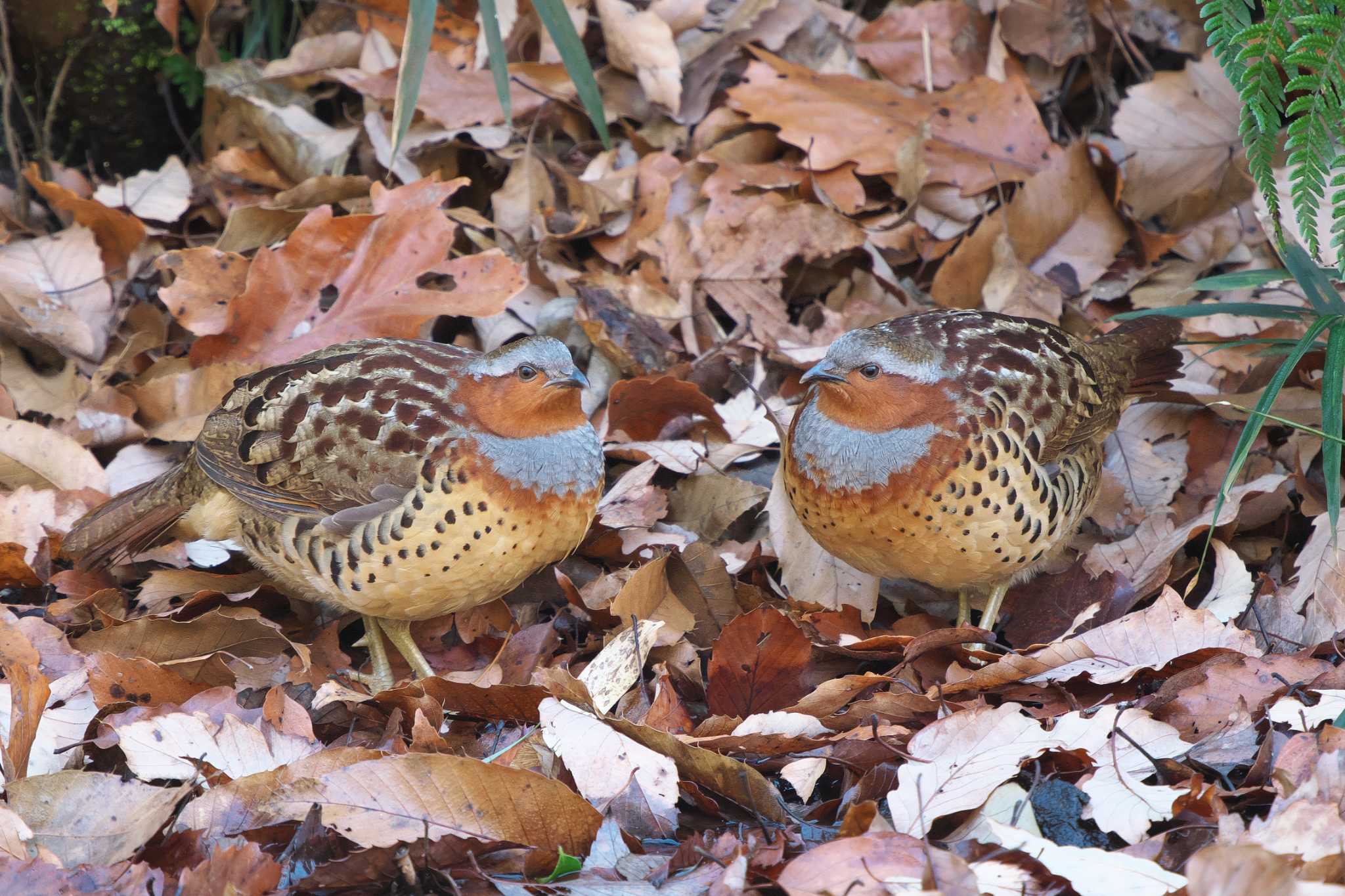 Chinese Bamboo Partridge