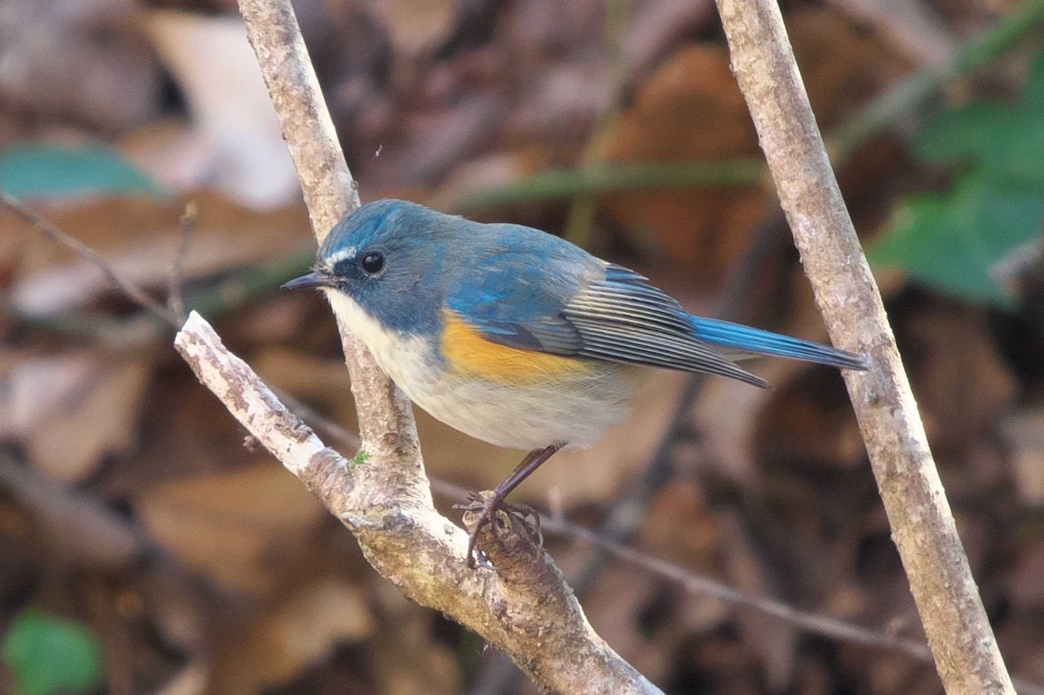 Red-flanked Bluetail