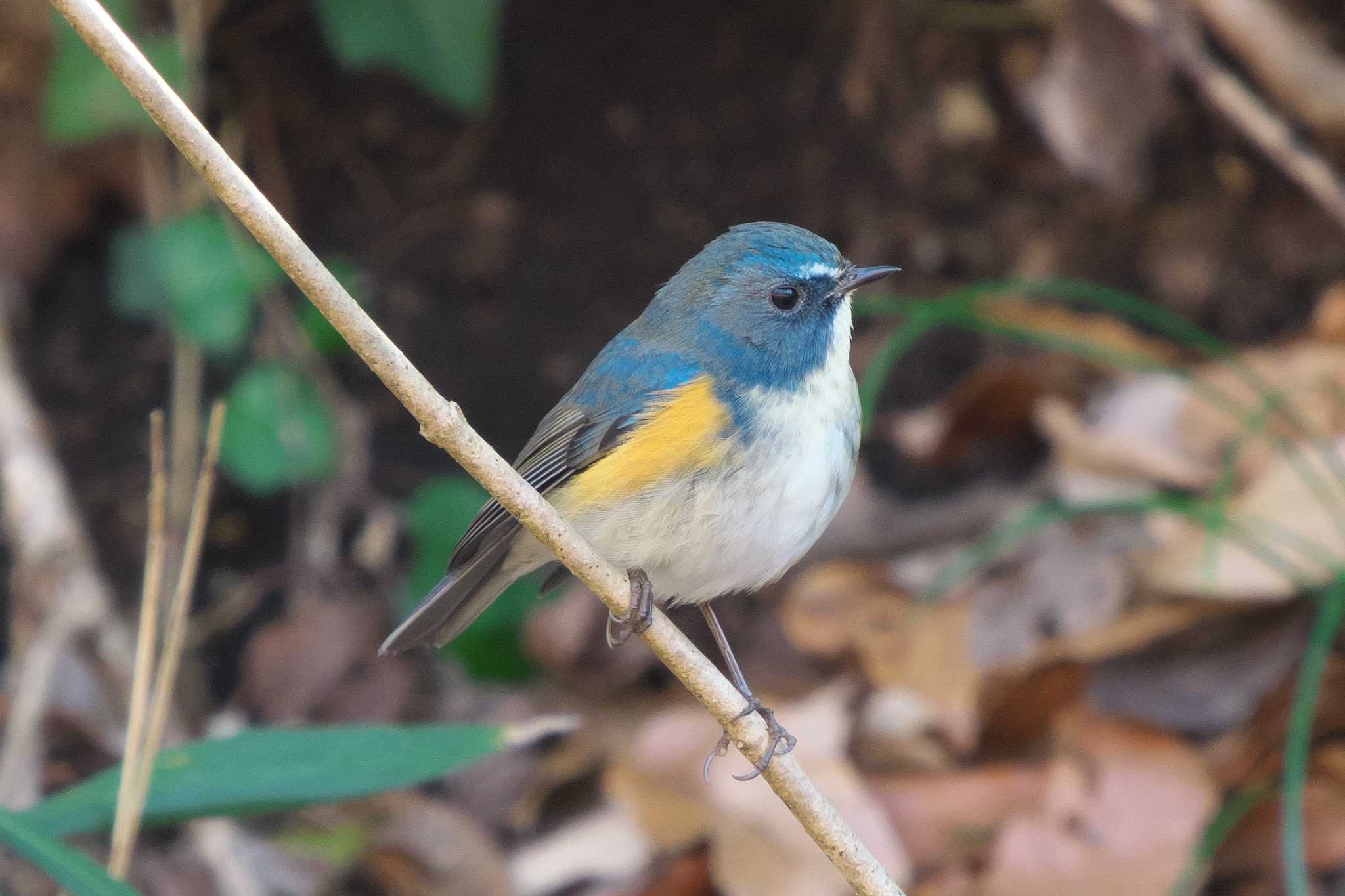 Red-flanked Bluetail