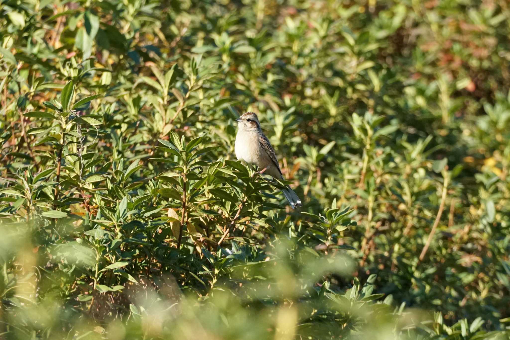 Meadow Bunting