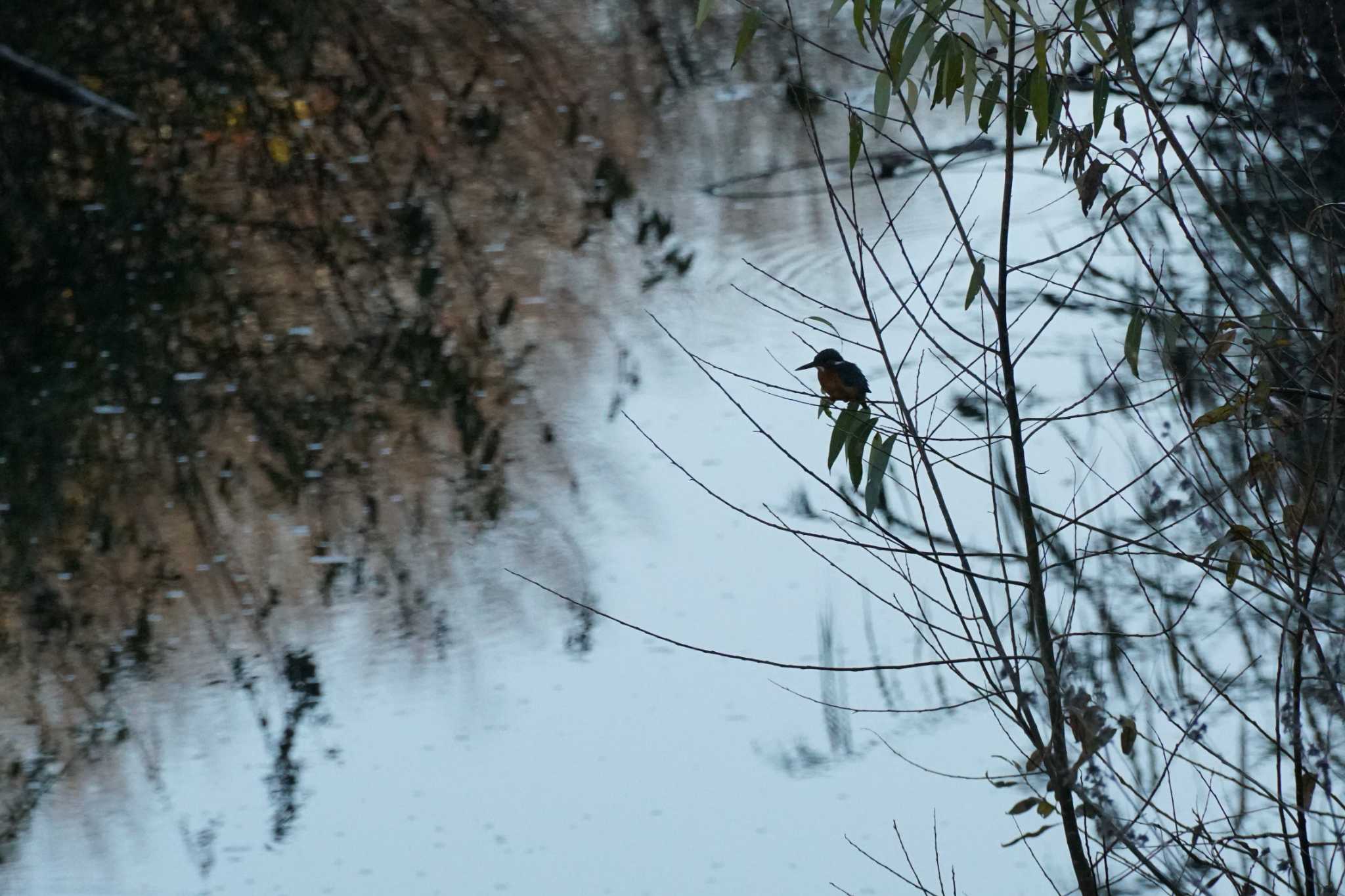 Photo of Common Kingfisher at いたち川 by sabco