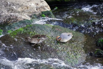 Eurasian Teal いたち川 Mon, 1/2/2023