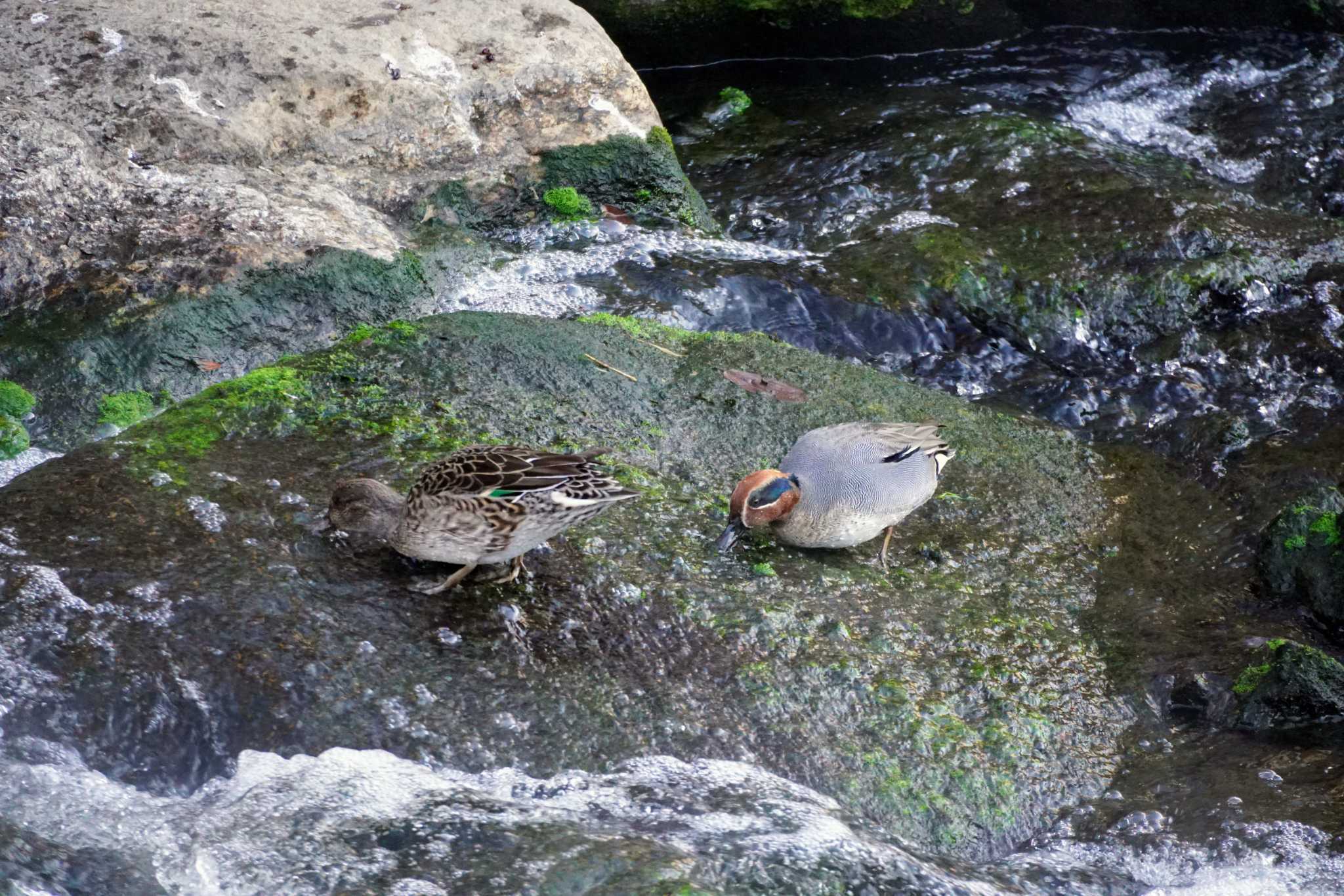 Eurasian Teal