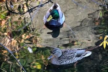 マガモ いたち川 2023年1月2日(月)